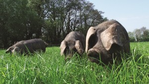 Pigs from Lowerstock Farm in the Chew Valley
