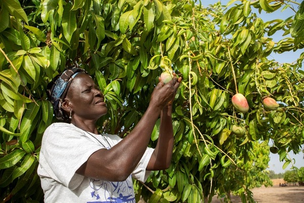 Reo, Burkina Faso, May 2012: A mango orchard funded by Tree Aid. (more infop to follow)  Photo by Mike Goldwater