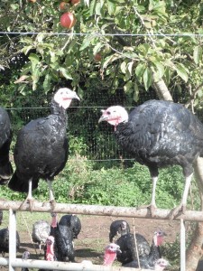 Fair or fowl: how one Bristol retailer raises standards in turkey welfare