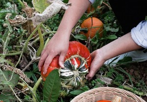 Enjoy a hands-on Harvest with The Community Farm this October