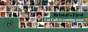 Cat cafe You&Meow Cafe to open in January 2017