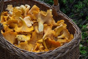 Intro to Fungi Cultivation and Identification – 3 day course this September