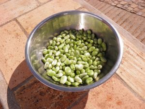 A guide to growing broad beans